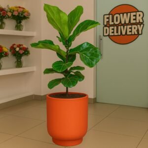 Ficus Lyrata