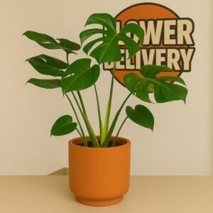 Plantas